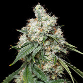 π Wedding Pie Seeds (100% off)
